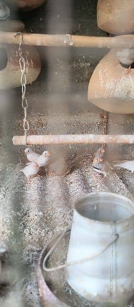 Mix finches & cage for sale 3