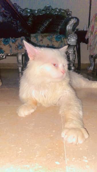 white persion cat 3