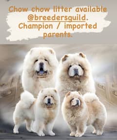 World class Chow chow puppies 0