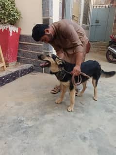 German shepherd female dog 18 months 1.5 year old, fully vaccinated.