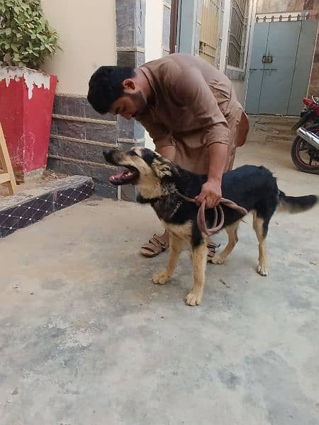 German shepherd female dog 18 months 1.5 year old, fully vaccinated. 0