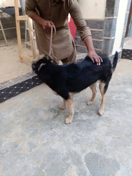 German shepherd female dog 18 months 1.5 year old, fully vaccinated. 3