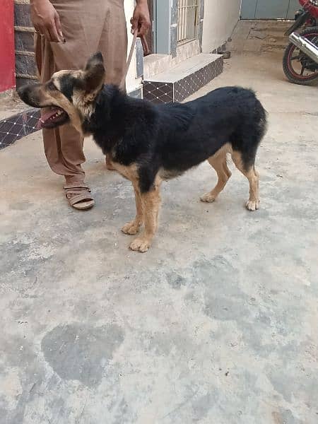 German shepherd female dog 18 months 1.5 year old, fully vaccinated. 5