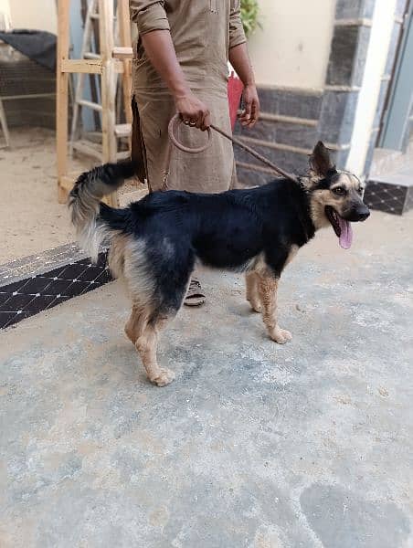 German shepherd female dog 18 months 1.5 year old, fully vaccinated. 6