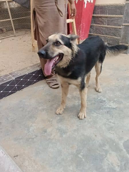 German shepherd female dog 18 months 1.5 year old, fully vaccinated. 7