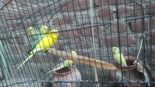 Australians Parrot