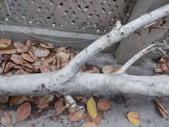Urgent Sale Bore Tree 5 man Weight For Rs 15000