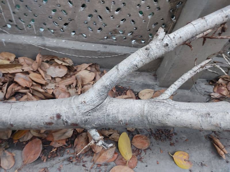 Urgent Sale Bore Tree 5 man Weight For Rs 15000 0