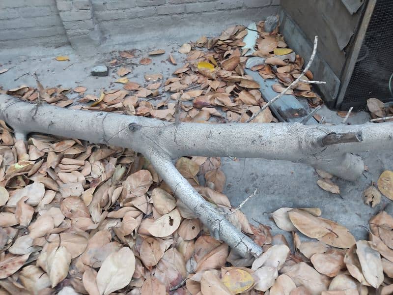 Urgent Sale Bore Tree 5 man Weight For Rs 15000 2