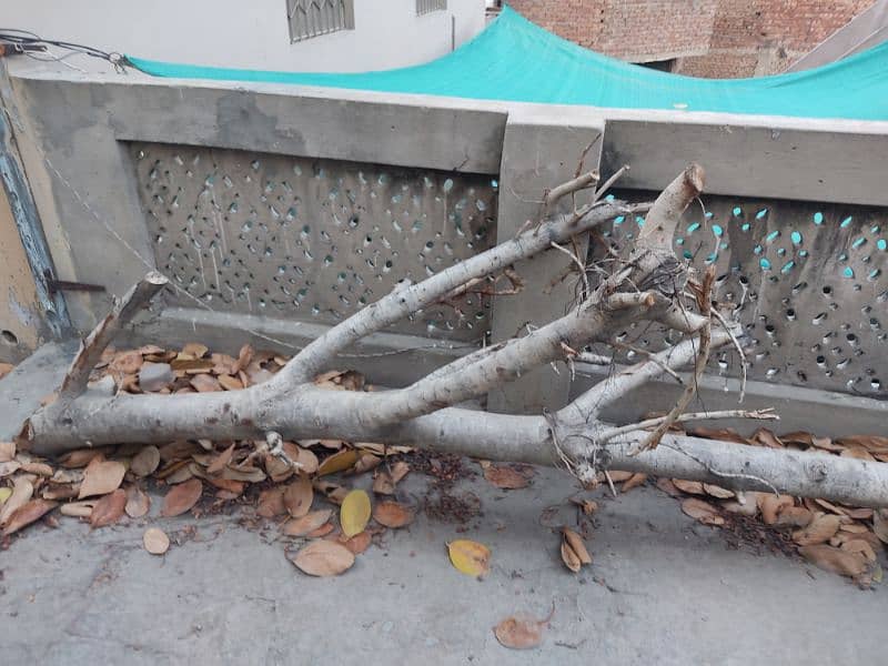 Urgent Sale Bore Tree 5 man Weight For Rs 15000 3