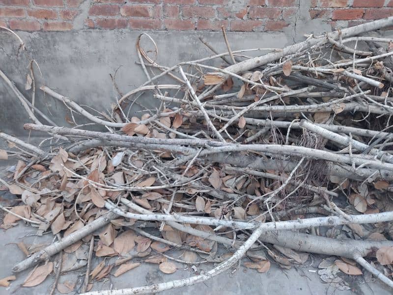 Urgent Sale Bore Tree 5 man Weight For Rs 15000 4