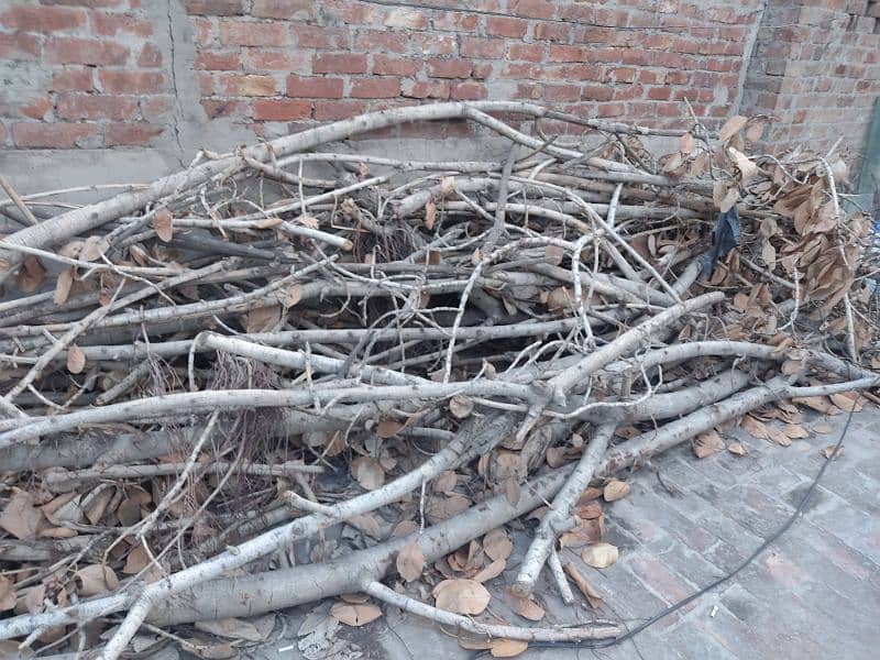 Urgent Sale Bore Tree 5 man Weight For Rs 15000 5