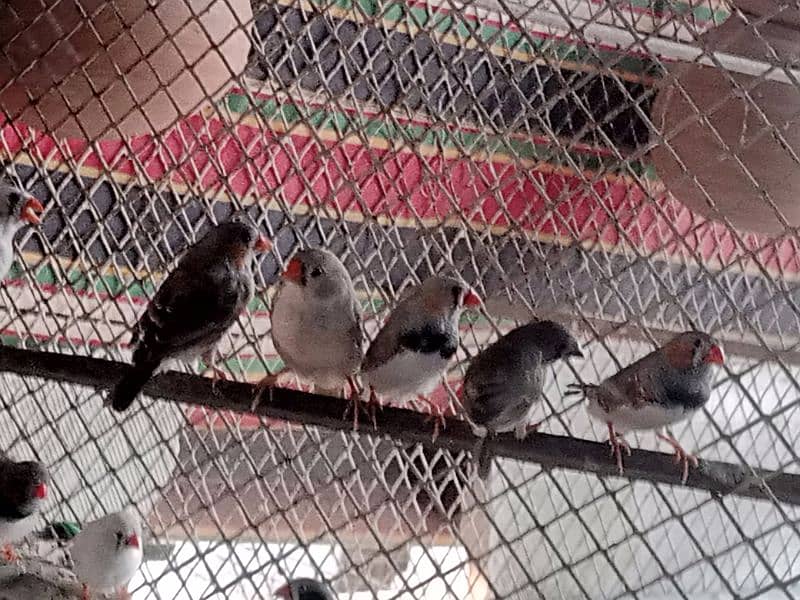 Finches for sale 0