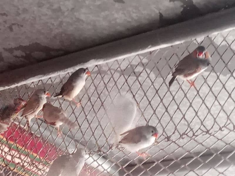 Finches for sale 4