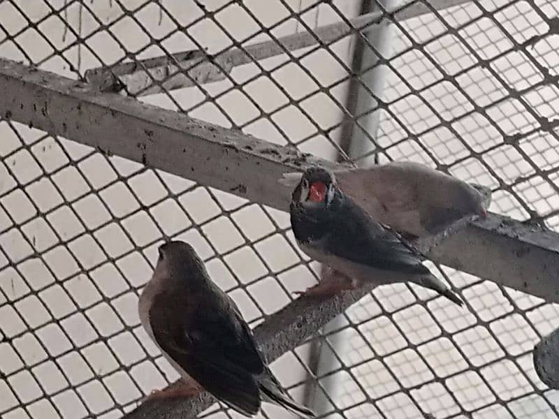 Finches for sale 5