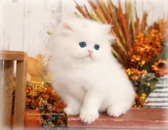 Persian kittens | triple Coated | Punch Face kittens For Sale