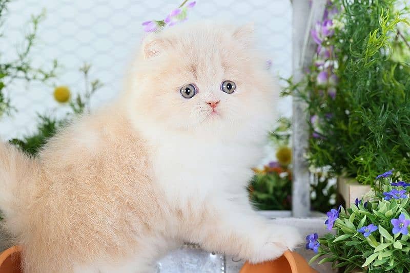 Persian kittens | triple Coated | Punch Face kittens For Sale 2