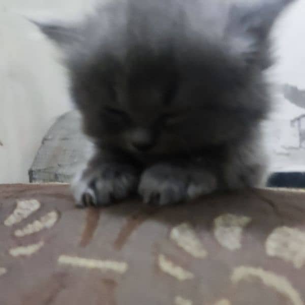 Persian kittens available 2