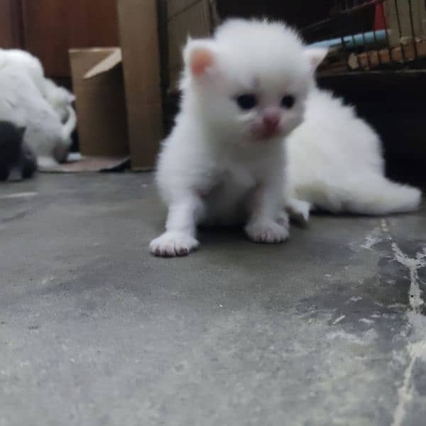 Persian kittens available 3