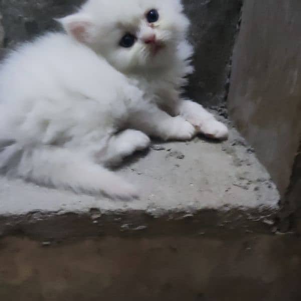 Persian kittens available 4