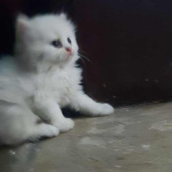 Persian kittens available 5