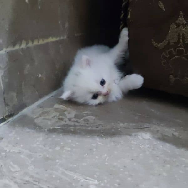Persian kittens available 6