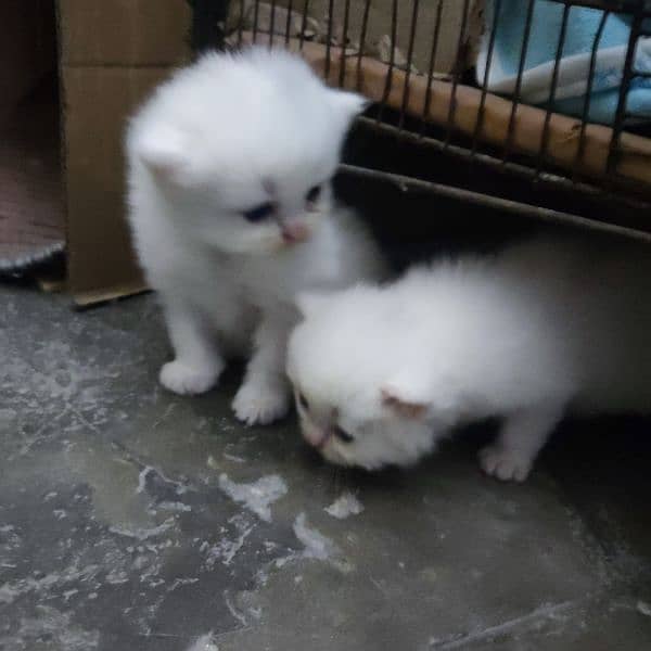 Persian kittens available 7