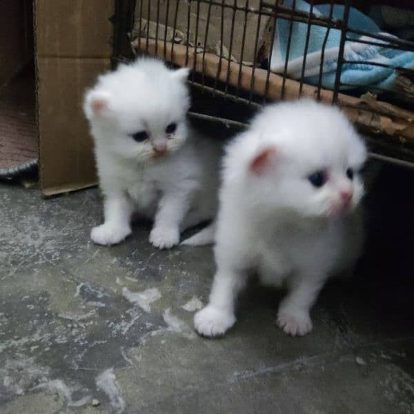 Persian kittens available 8