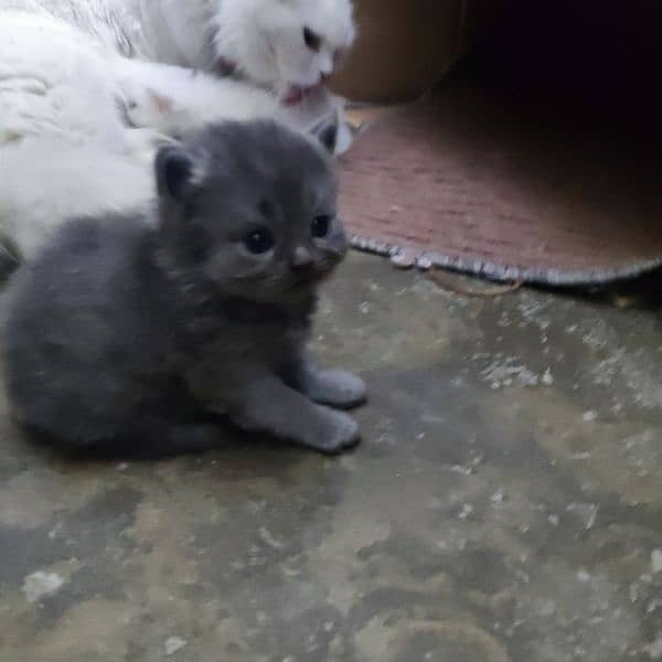 Persian kittens available 9
