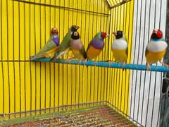 Gouldians and canaries baglies