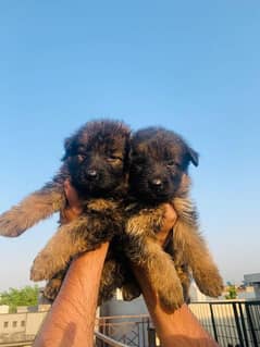 Long Coat German shepherd Puppies