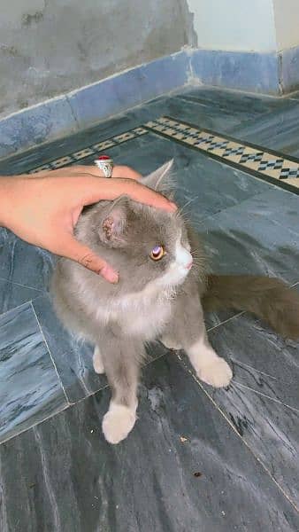 Russian cat 1