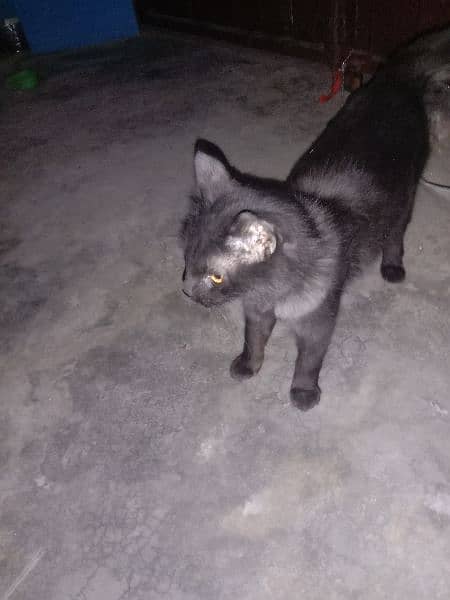 Persian Black Cat 1