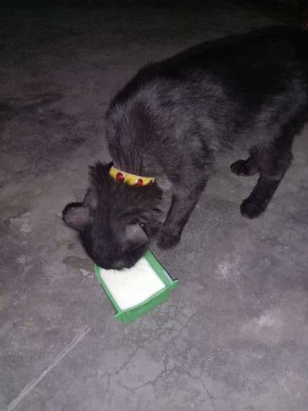 Persian Black Cat 2