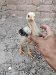 Aseel / Aseel chicks / Aseel old lasani breed / Aseel High Quality
