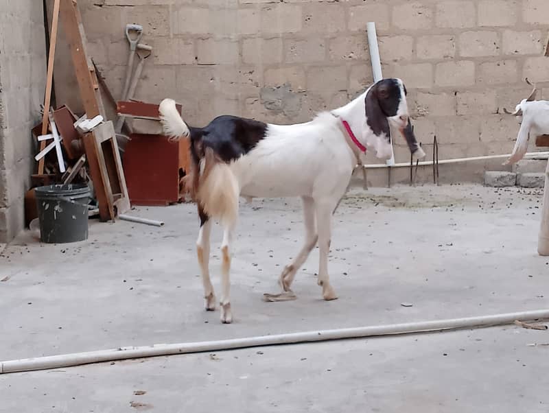 Goat for sale serious buyer contact 0