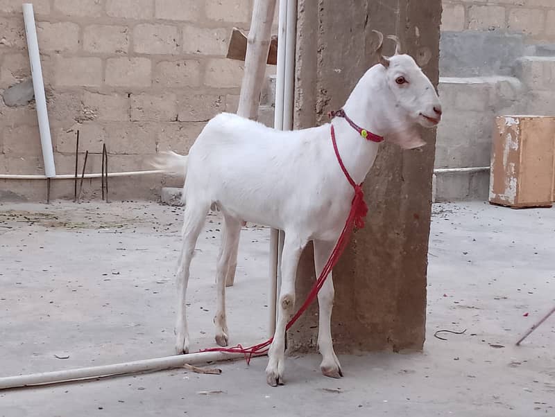 Goat for sale serious buyer contact 1