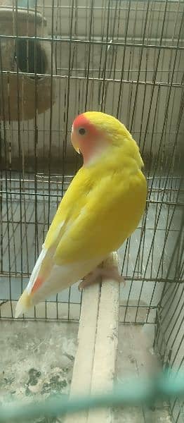love birds parrot / female yellow parrot (03054476467) 0