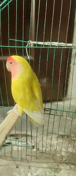 love birds parrot / female yellow parrot (03054476467) 1