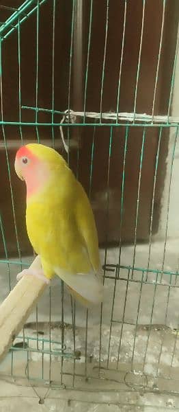 love birds parrot / female yellow parrot (03054476467) 2