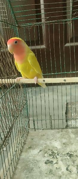 love birds parrot / female yellow parrot (03054476467) 3