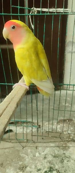 love birds parrot / female yellow parrot (03054476467) 4