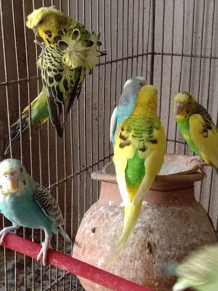 Dove breeding pairs for sell healthy and active 7