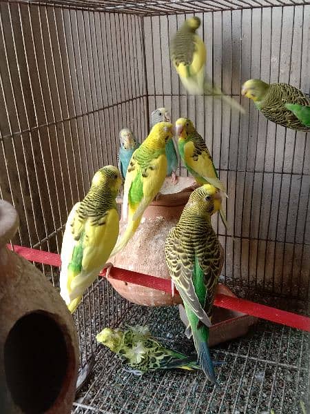 Dove breeding pairs for sell healthy and active 9