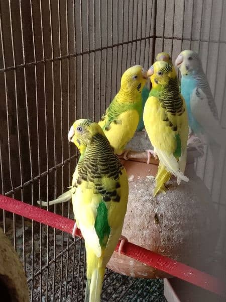 Dove breeding pairs for sell healthy and active 10