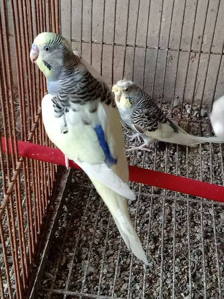 Dove breeding pairs for sell healthy and active 13