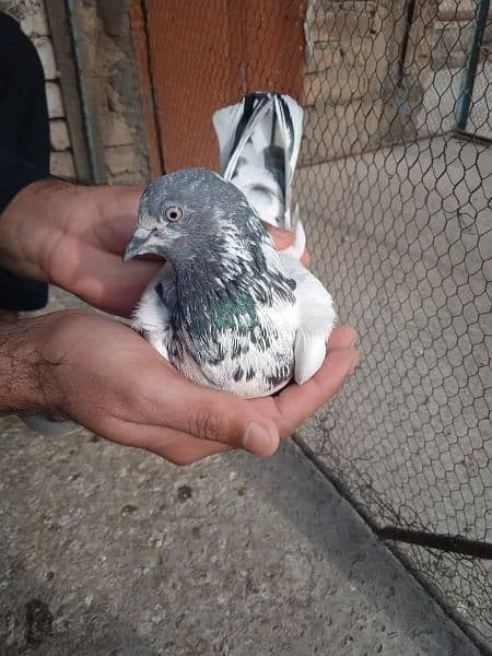 pigeon for sale 1