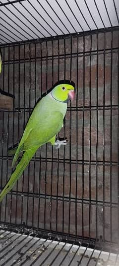 Green RN parrot breeder parrot all ok  03114116011,