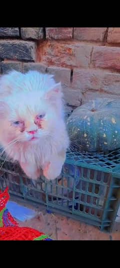 persian cat pair for sale diamond eyes