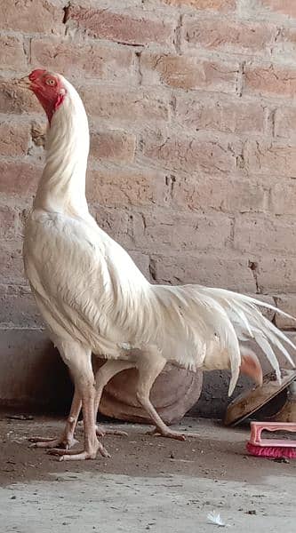 Pure Paper White Aseel Hera Chickes For Sale. 0